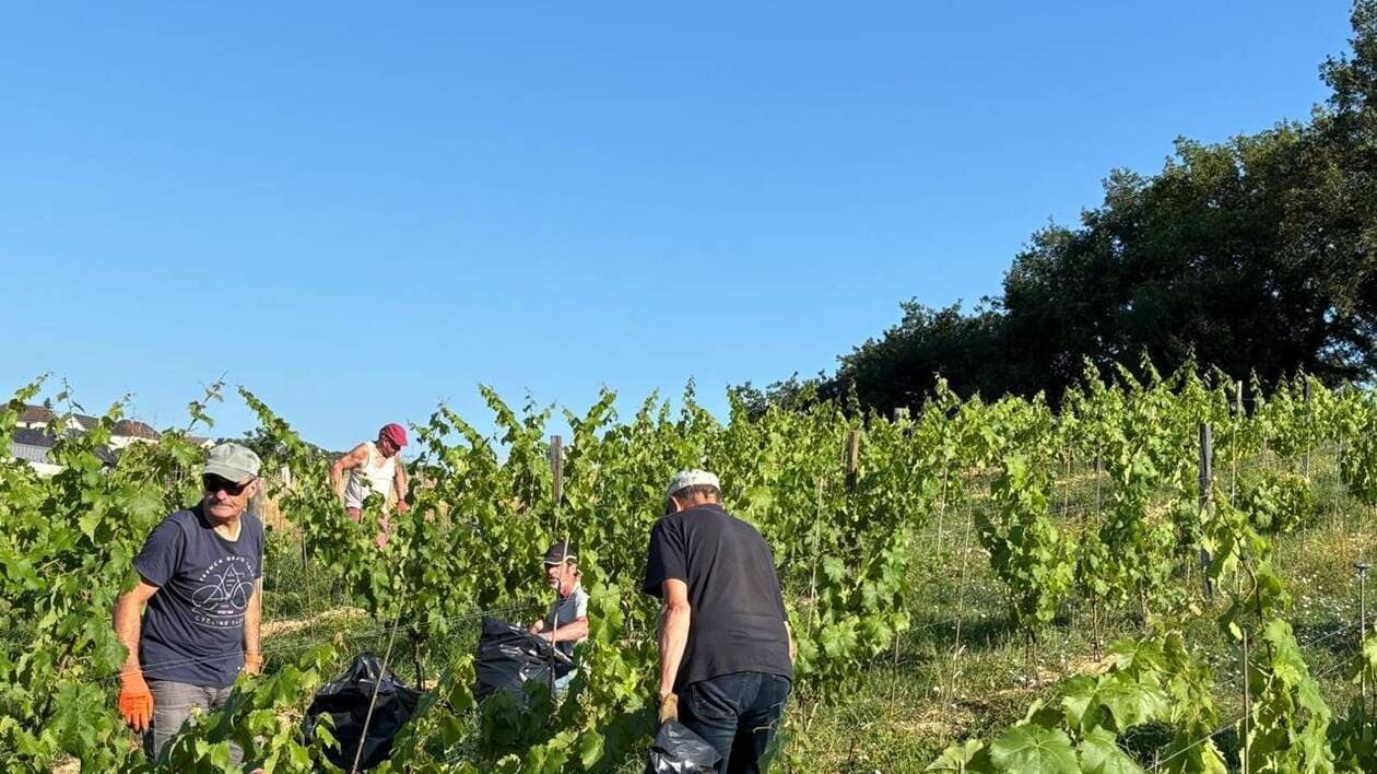 La 3e édition des vendanges à Changé aura lieu jeudi 28 août