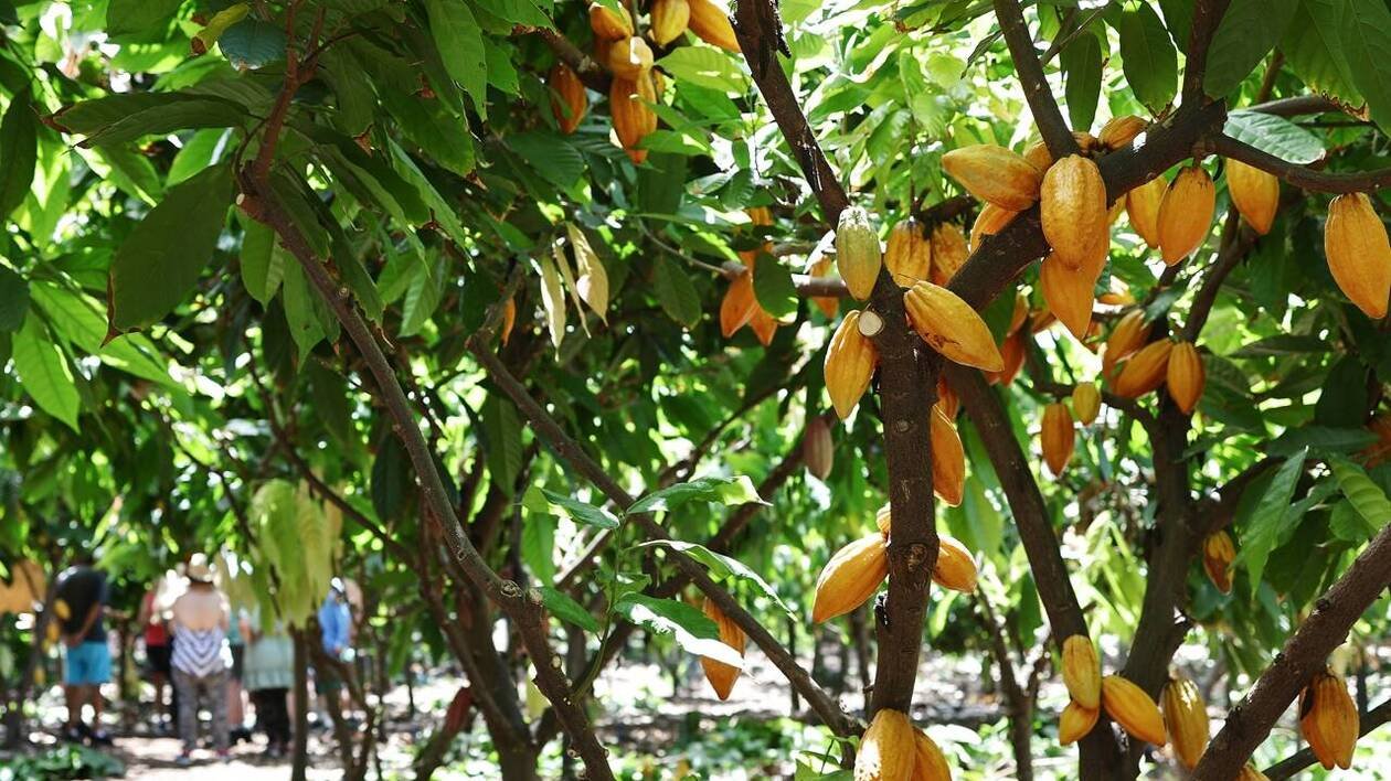 Un rapport de Greenpeace détaille l’impact social et environnemental des aliments importés en France