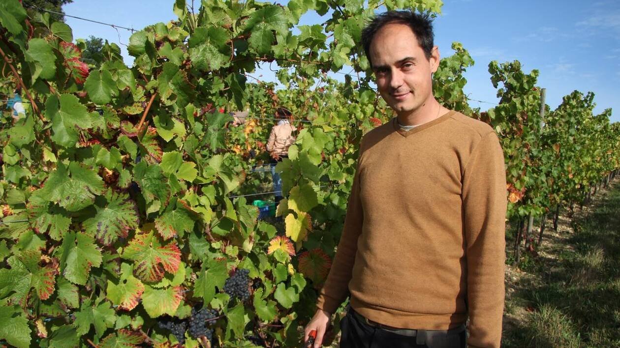 Les vendanges se terminent sur le coteau de Grisy en Normandie, la cuvée s’annonce prometteuse