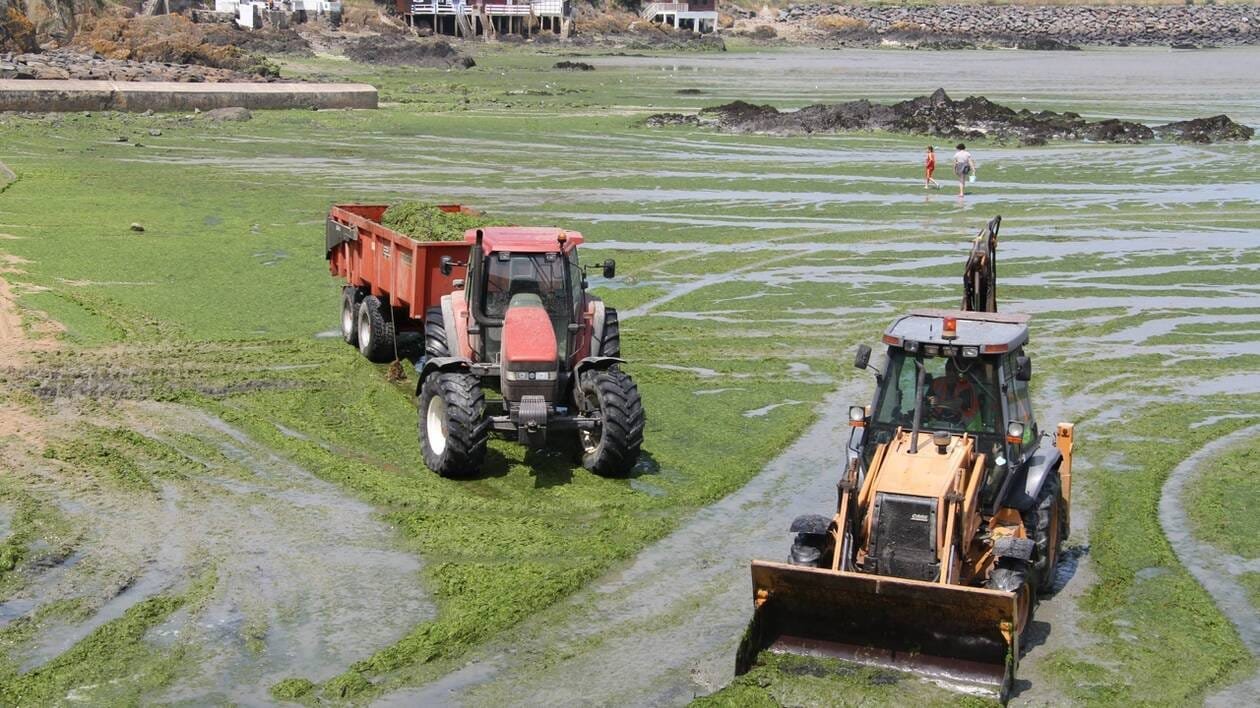 CARTE. Où s’échouent les algues vertes en Bretagne, quels sont les sites les plus touchés ?