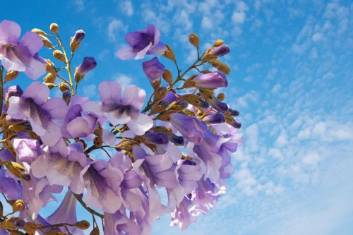 Le bambou a enfin un rival : cet arbre pousse aussi vite et ajoute une floraison magnifique