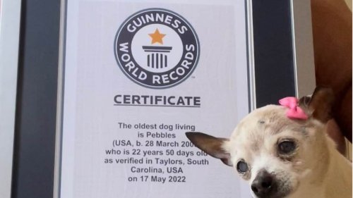 États-Unis. Le plus vieux chien du monde est mort à l'âge de 22 ans