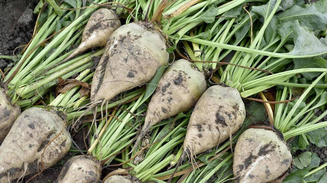 La majorité des betteraves cultivées en France est-elle vraiment utilisée pour créer de l’essence ?