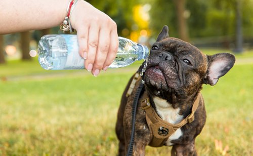 L'hydratation du chien : tout ce qu'il faut savoir !