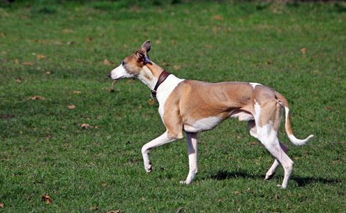 Quelles différences entre le Lévrier italien et le Whippet ?