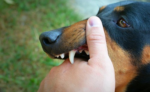 L'inhibition de la morsure chez le chien, qu'est-ce que c'est ?