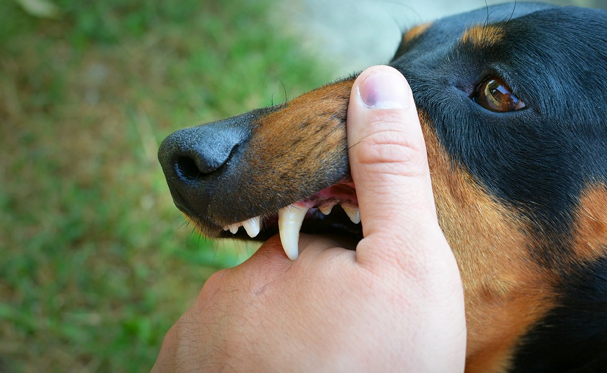 L'inhibition de la morsure chez le chien, qu'est-ce que c'est ?