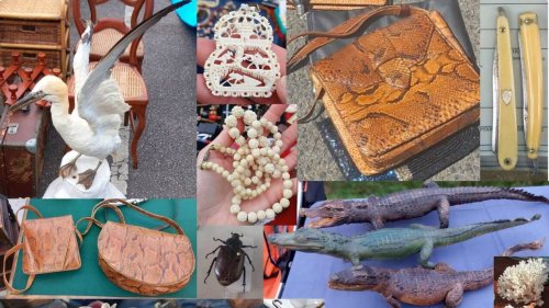 Ivoire, sac en python, animaux empaillés… Une centaine d’objets saisis dans une foire en Normandie