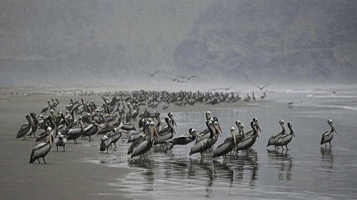 Grippe aviaire : plus de 22 000 oiseaux de mer retrouvés morts au Pérou