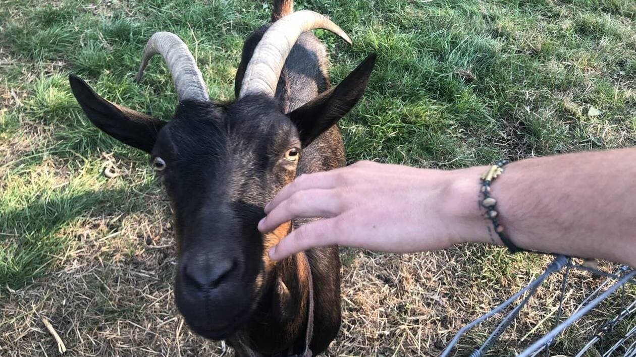 Des chèvres s’échappent et mangent le composteur d’habitants, la Ville de Lannion paiera l’addition