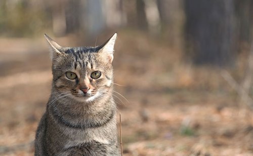 Zoonose : quelles sont les maladies du chat transmises à l'homme ?