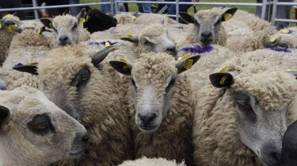La kératine de la laine de mouton réemployée comme stimulant pour les végétaux