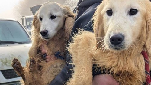 Plus de 80 chiens saisis dans deux maisons du Morbihan