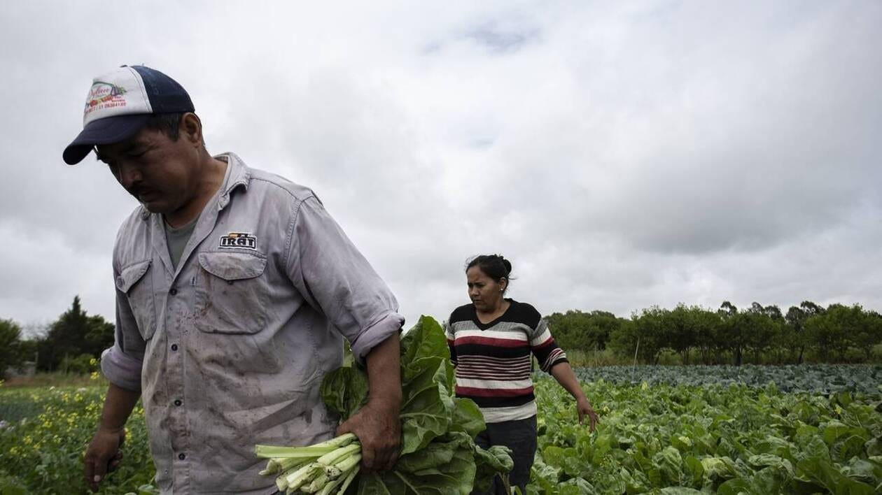 REPORTAGE. À La Plata en Argentine, les agriculteurs victimes de leur usage de pesticides