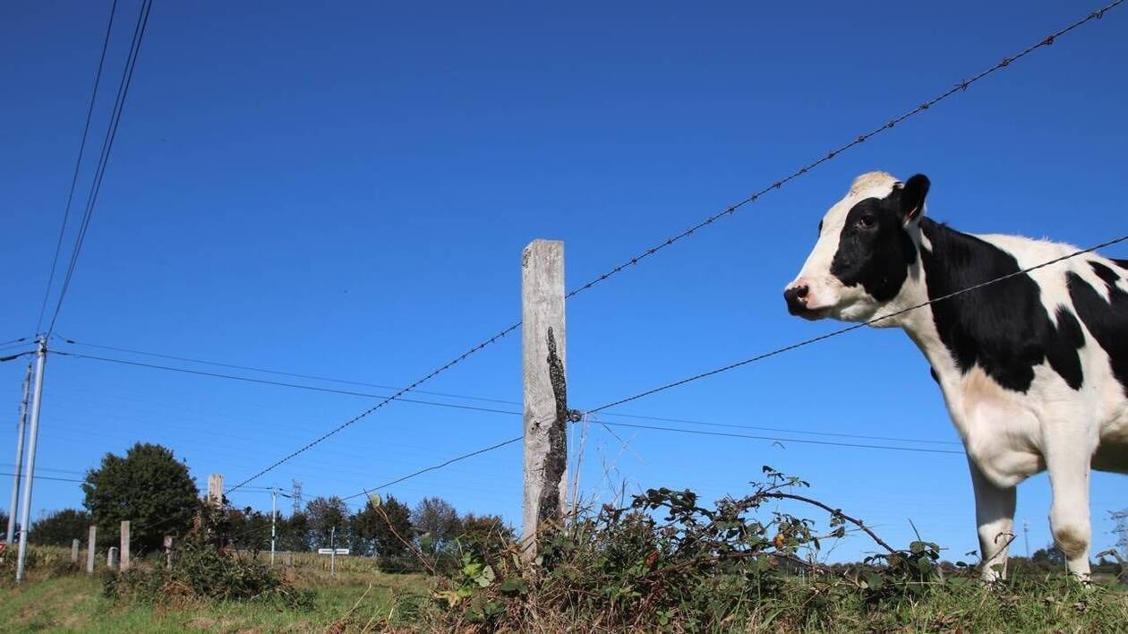 Ses bovins avaient provoqué un accident de la route mortel : l’agriculteur d’Aigrefeuille relaxé