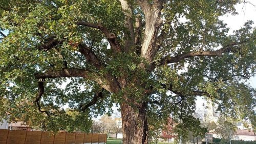 Comment connaître l’âge d’un chêne sans le couper ? Trois choses à savoir sur cet arbre sacré