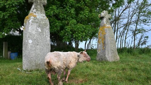 « Dans un état lamentable, sale » : en Bretagne, un mouton retrouvé attaché à une stèle celte