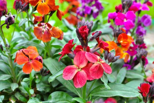 Elle pousse sans eau, fleurit dès mai et transforme les vieux murs en carte postale : cette vivace va sublimer votre jardin