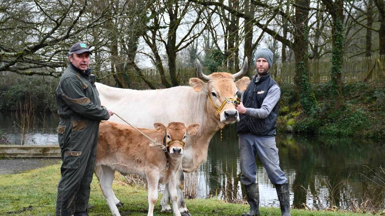Henriette et Virgouette, deux vaches de race nantaise prêtes pour le Salon de l’agriculture