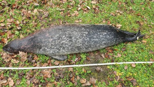 Un phoque de 12 ans retrouvé mort près de Saint-Malo