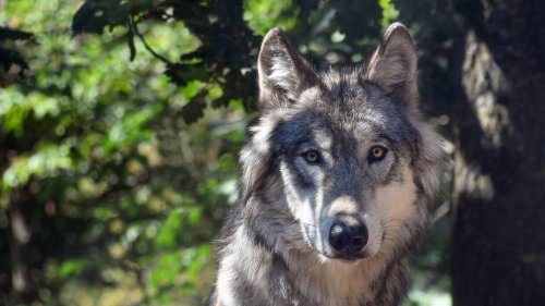 Présent en Mayenne, dans l’Orne, le Maine-et-Loire… Mais pourquoi le loup boude-t-il la Sarthe ?
