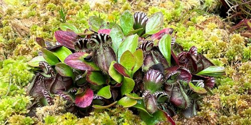 Planter des plantes carnivores en extérieur et en pleine terre, c'est possible, voici comment !