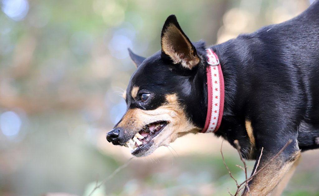 CHIEN