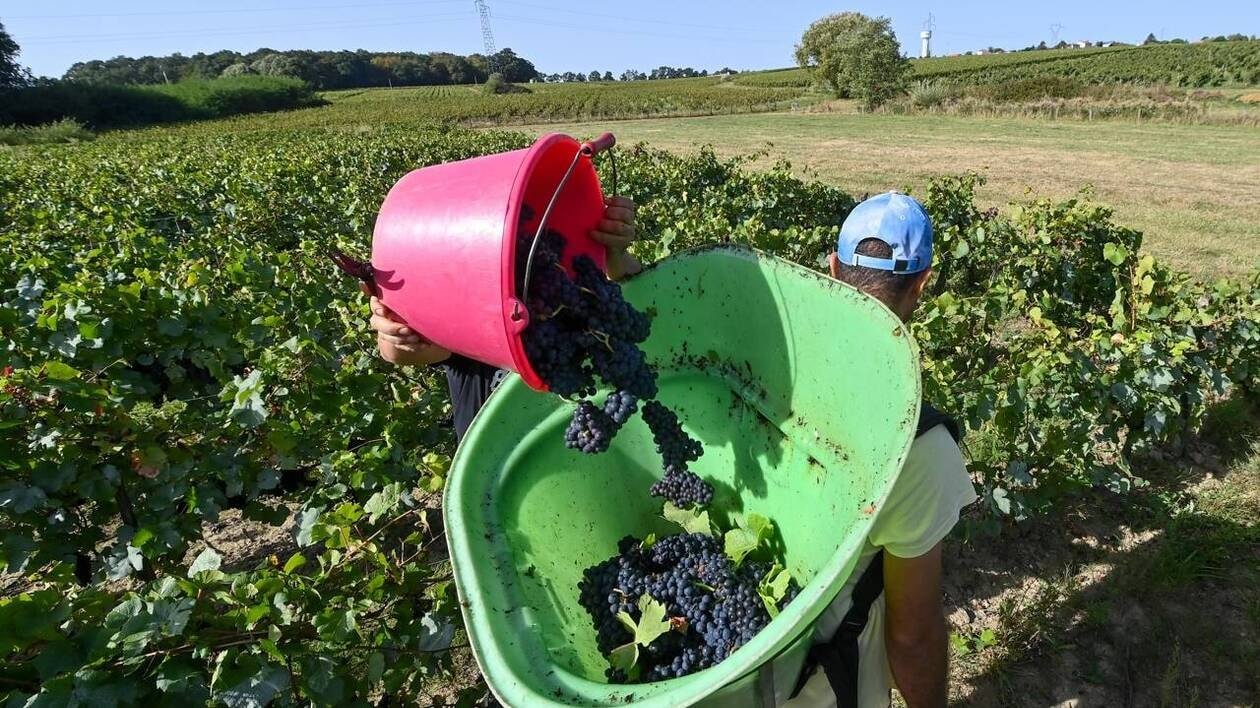 Le prix du vin baisse : les viticulteurs d’Anjou en appellent au boycott de la coopérative Terrena