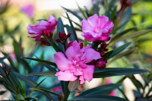 Cet engrais naturel que les jardiniers malins ajoutent au pied du laurier-rose pour une floraison spectaculaire