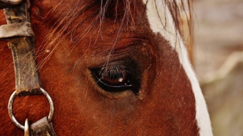 Un cheval retrouvé agonisant en Isère, sa propriétaire accuse un cirque installé illégalement