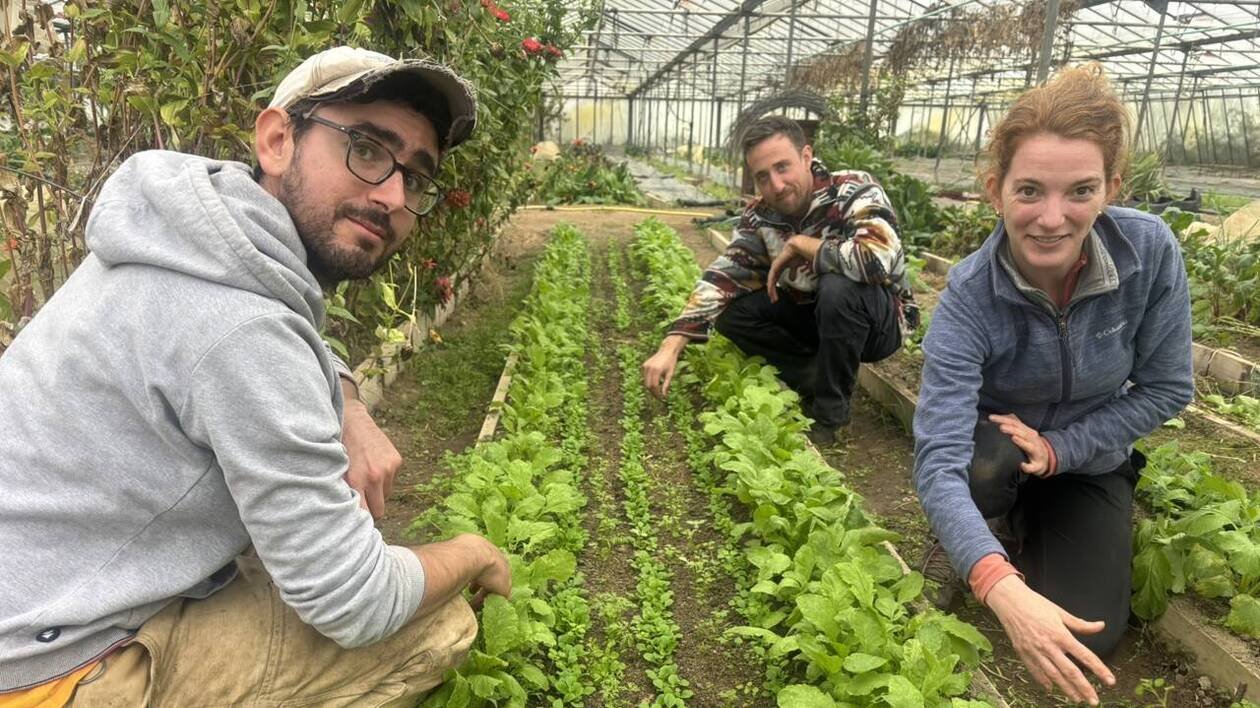 « Ramène ta fraise » au sud de Nantes : trois maraîchers livrent leurs secrets pour récolter des beaux fruits