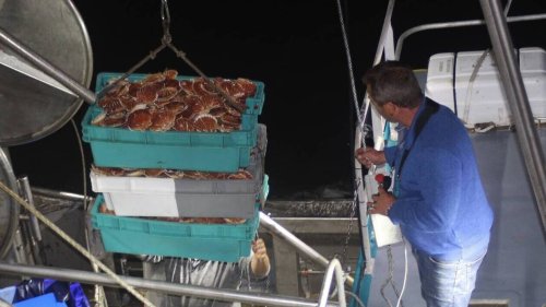 REPORTAGE. Les pêcheurs normands pas vraiment satisfaits des premières débarques de saint-jacques