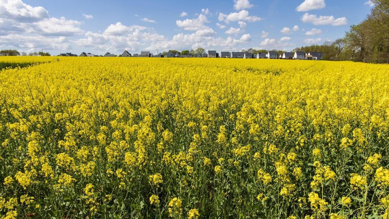 Biocarburant : pourquoi leur avenir est-il toujours en suspens ?