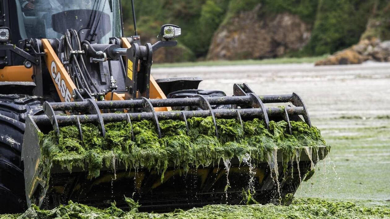 Pour ces associations, « les algues vertes doivent être éliminées à la source et non valorisées »