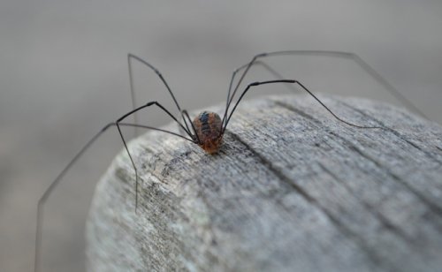 Opilion, appelé faucheur ou faucheuse : une araignée pas comme les autres