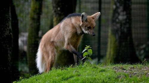 Le zoo de Jurques, près de Caen, annonce la naissance exceptionnelle d’une espèce rare