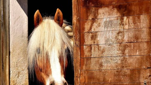 Un cas d’anémie infectieuse du cheval détecté dans le Var, une maladie extrêmement rare