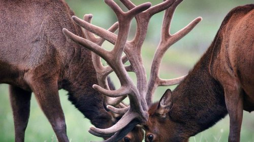 Ils chassaient de nuit en forêt : quatre braconniers condamnés pour avoir tué une centaine d’animaux