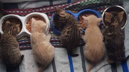 À Caen, 80 chats cherchent d’urgence une famille d’accueil à la SPA