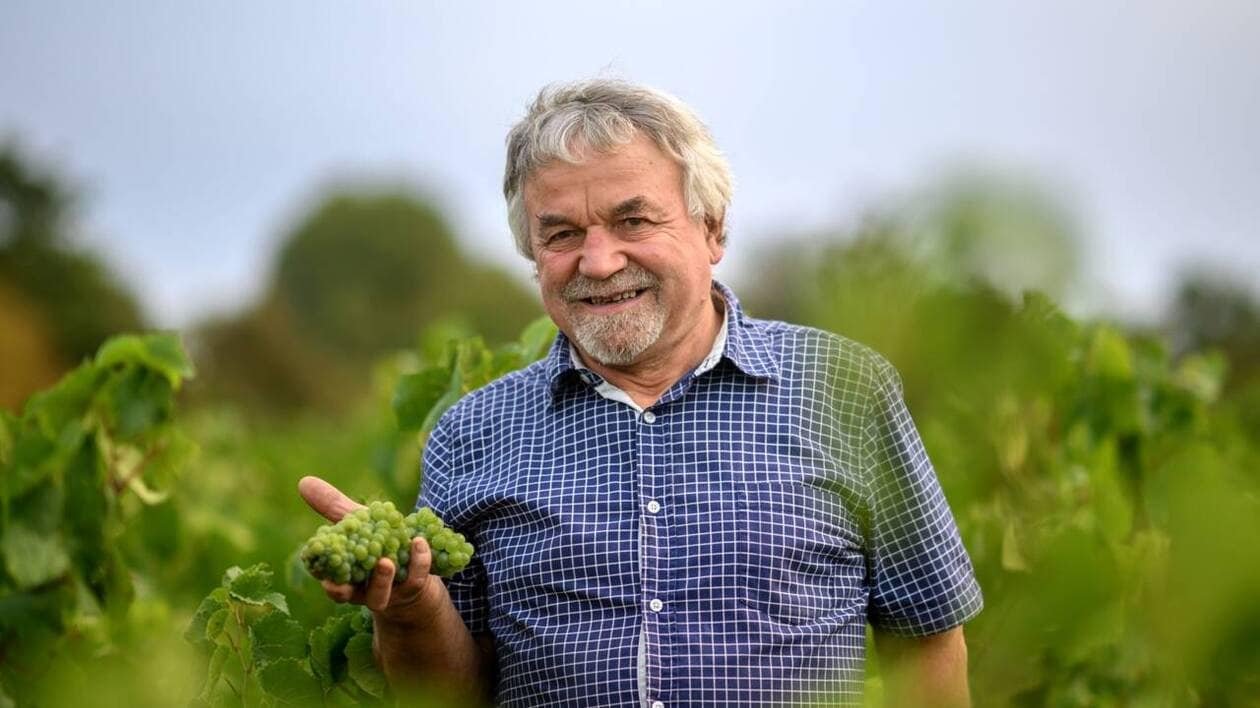 Les vendanges approchent dans le vignoble nantais, : « C’est bien parti, mais pas gagné »