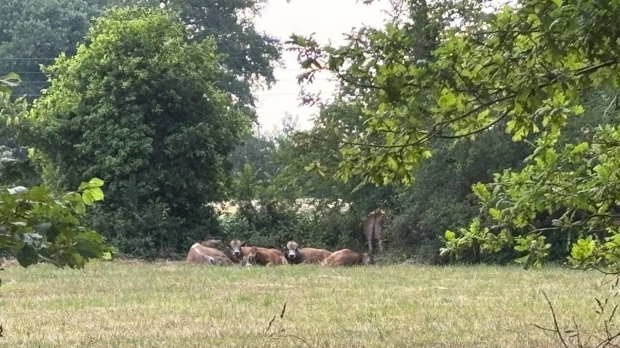 Fin de la divagation des taureaux près de Rennes : la dernière bête abattue