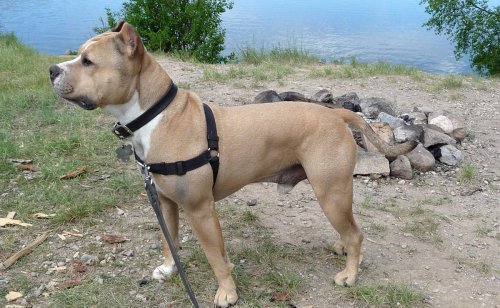 6 préjugés sur l'American Staffordshire Terrier : mythes, réalités et idées reçues !