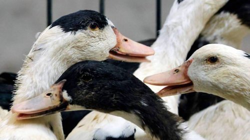 Accélération inquiétante de l’épidémie de grippe aviaire en Vendée avec de nouveaux foyers détectés