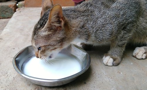 Les chats ont besoin de lait tout au long de leur vie : vrai ou faux ?