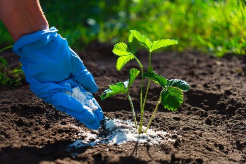 Oubliez le marc de café et les engrais classiques : ce produit de cuisine inattendu fait des miracles sur vos plantes !