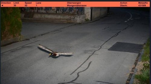 Un canard déclenche le radar fixe, la police diffuse sa photo : « Un chauffard notoire »