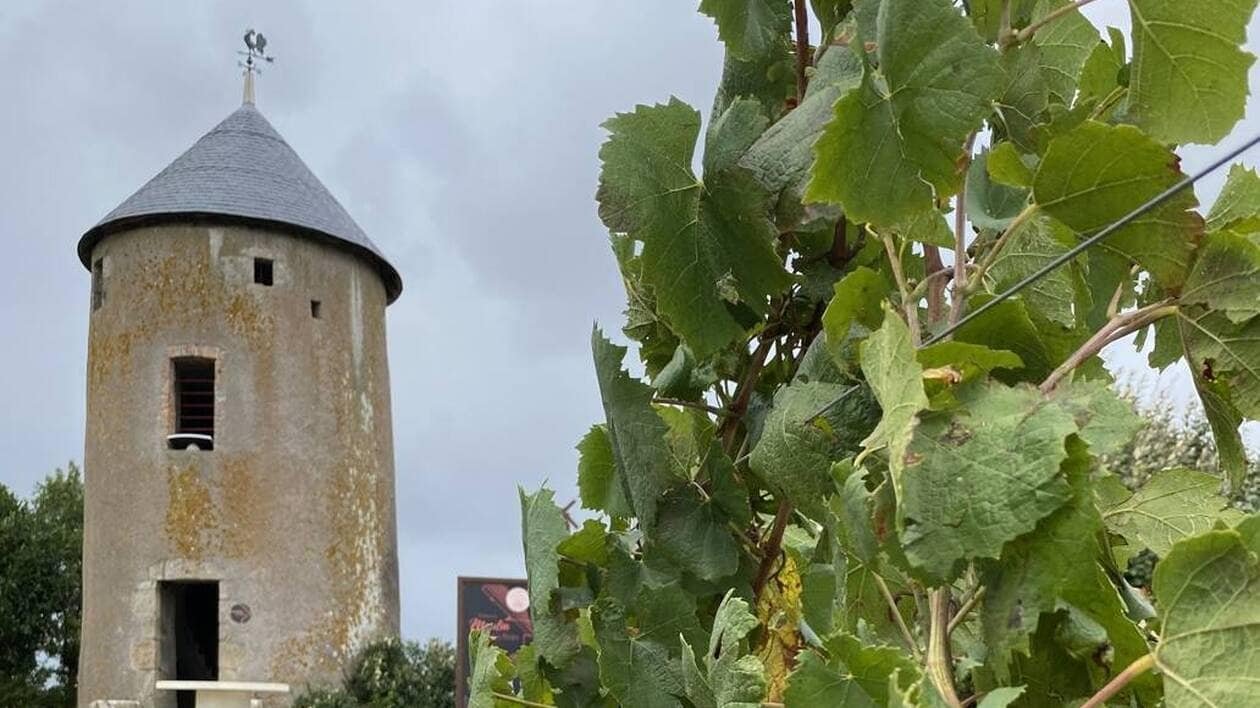 Dans le Vignoble nantais, la table d’orientation du Moulin de la Minière, joyau du patrimoine local