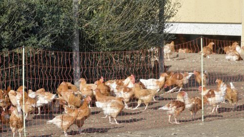 Grippe aviaire. Pourquoi des élevages sont-ils abattus de façon préventive ?