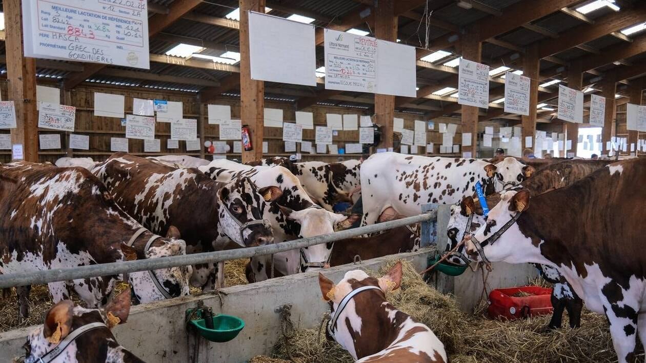 Fièvre catarrhale : il n’y aura finalement « aucune vache à concourir » à la foire de Lessay