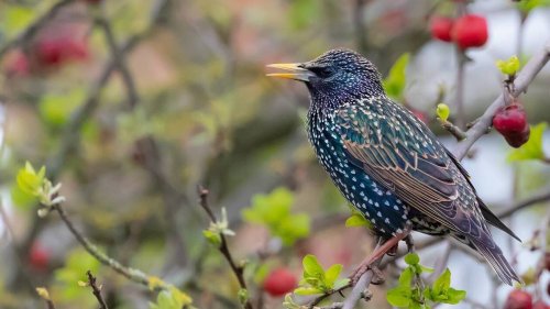 Cette ville fait face à une hécatombe d’oiseaux morts qui s’écrasent par terre : « C’est violent »